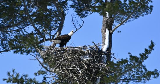 Eagle Food Source