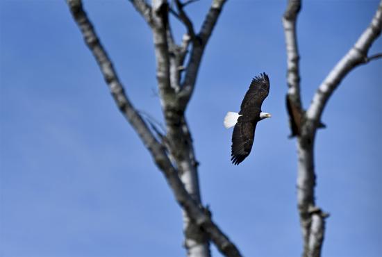 Eagle Framed by Trees