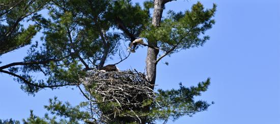 Eagle Dinner