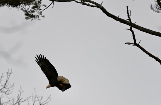 Birds of a Feather - Eagles