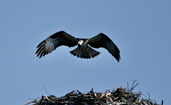 Birds of a Feather - Ospreys