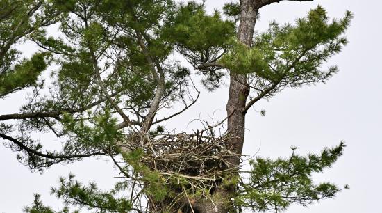 Eagle Nest After 4:30:23 Rainstorm