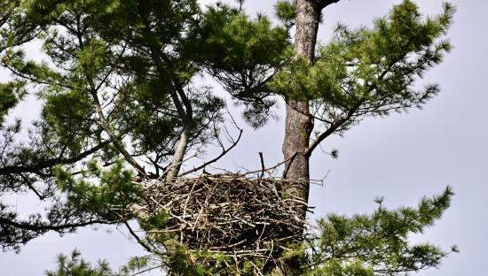 Eagle Nest Before 4:30:23 Rainstorm