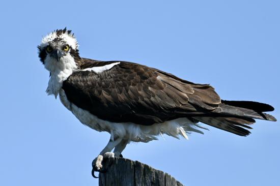 Female Osprey Odette 