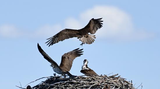 Intruder Osprey Attack