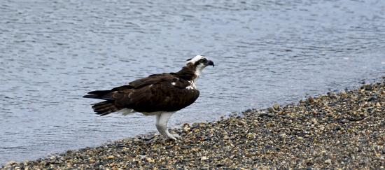 Osprey on the Ground
