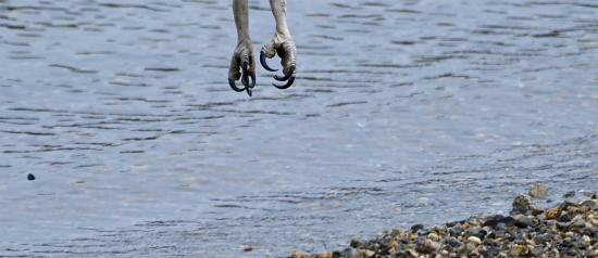Osprey Talons