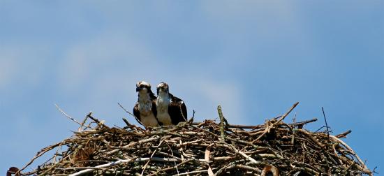 Ospreys Odette and Oscar