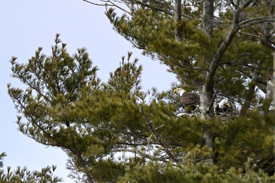 Eagles with New Eggs