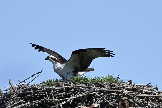 Ospreys are arriving in their North American breeding nests