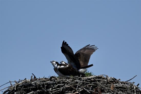 osprey - eye on the intruder