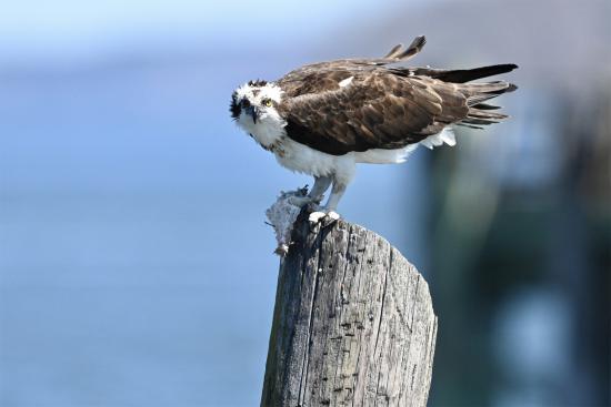 Osprey - Lunch on the Post