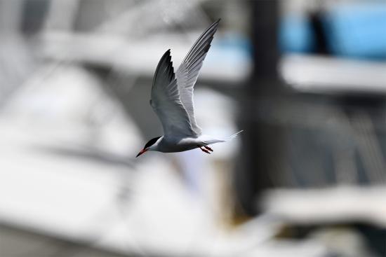 Tern at Spring Point Marina