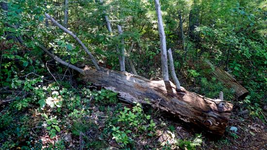 Mill Brook Marsh - Point 5 - Fallen Tree