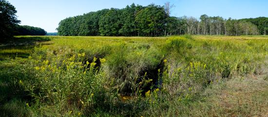 Mill Brook Marsh - Point 6 - Summer Panorama