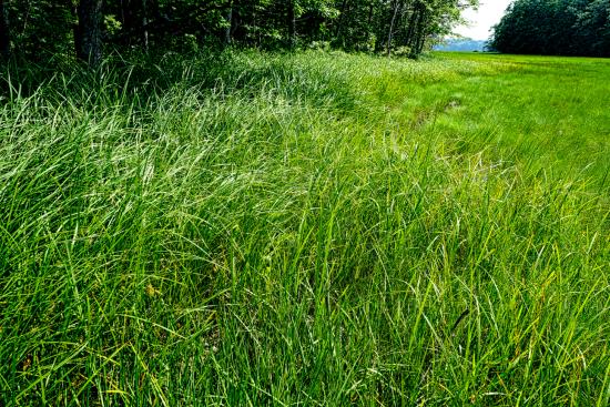 Mill Brook Marsh - Point 6 - Marsh Grass