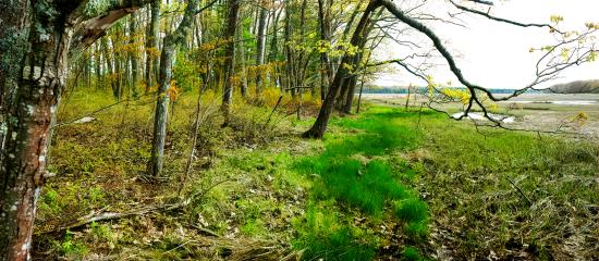 Mill Brook Marsh - Point 9 - Spring Panorama