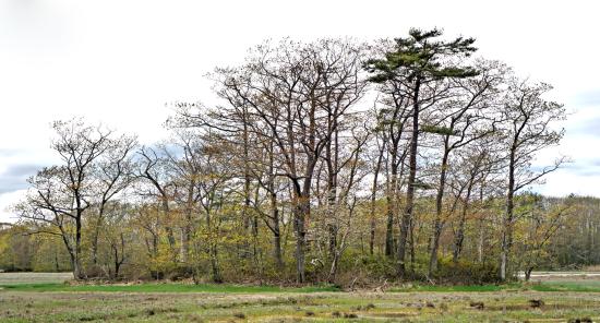 Mill Brook Marsh - Point 9 - Island