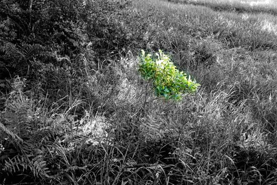 Mill Brook Marsh - Point 9 - Plants