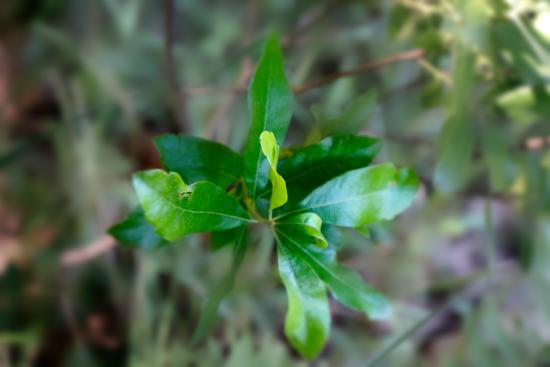 Mill Brook Marsh - Point - 9 - Plants