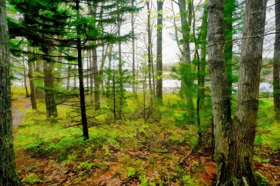Mill Brook Marsh - Point 10 - Spring