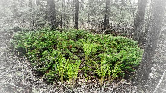 Mill Brook Marsh - Point 10 - Plants