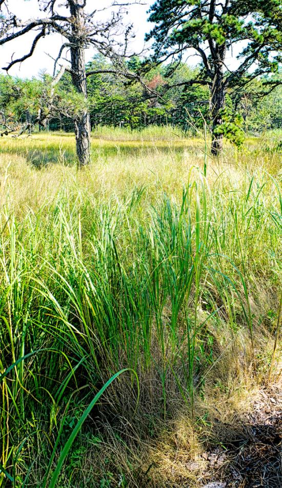 Mill Brook Marsh - Point 11 - Plants