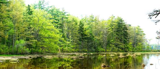 Mill Brook Marsh - Point 12 - Spring Panorama